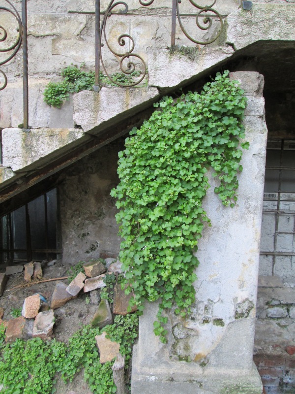 Plantă pe un stâlp de sprijin al unei scări din curtea Palatului Cenad, Arad